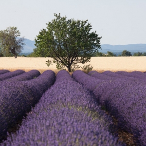Lavendel op de vlakte van Valensole in de Provence, Frankrijk